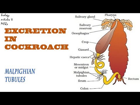 Excretion in Cockroach - Malpighian tubules ||BIOLOGY ARTICES AND MCQS||