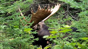 16K views · 1K reactions | moose was an arm's distance off the trail on Isle Royale... we could hear him lunching in the thimbleberry bushes #moose #isleroyale #findyourpark | Lake Superior Photo | Facebook