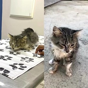 29K views · 10K reactions | Lalo is a 10-year-old cat who lives...