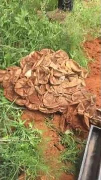 68 Southern African Python babies extraction