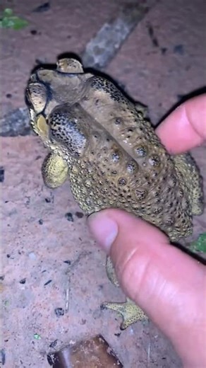Perfect toad frog sounds at night#wildlife #viral #animal 🐸#life #sound #nature #sound #video #frog