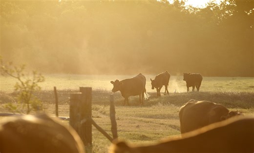 Billionaire predicts ‘red rural recession’; will Trump step in to help farmers?