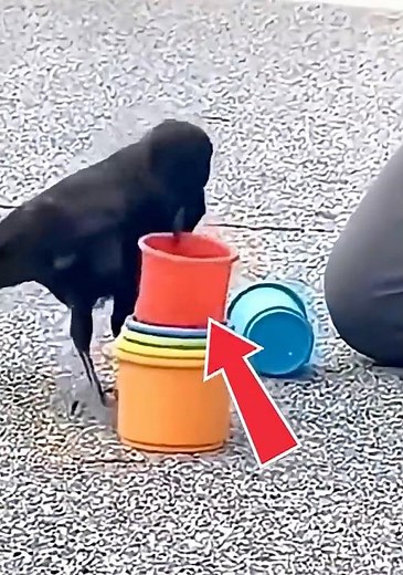 Unbelievable Crow Intelligence! 🐦🧠
