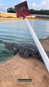 Wild honey harvesting _ Honey from mountains #honey #bee #shortsvideos | Abhi Animal World