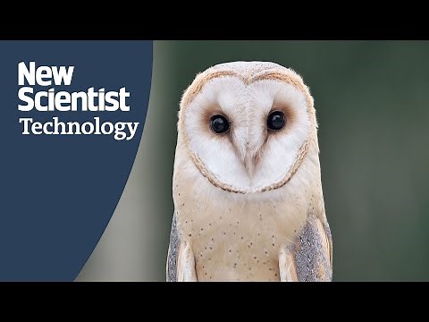 VR headset gives humans 360 degrees 'owl vision'