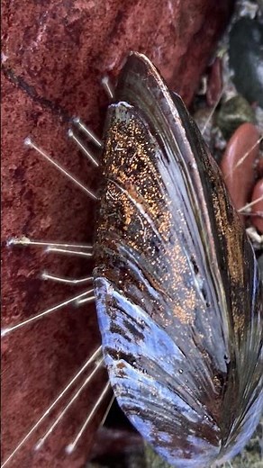 #mussels use their ‘beard’ to hang tight and let loose