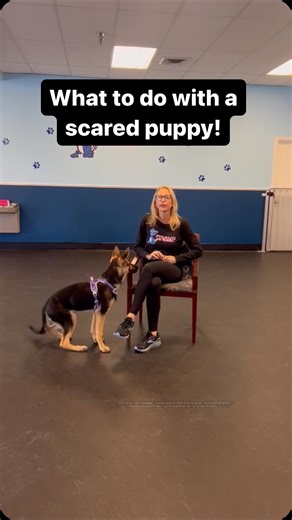 9.5K views · 4 comments | What to do with a scared puppy!#dogtrainingismypassion #dogsofinstagram #puppiesofinstagram #dogsofinstagram | Dynamite Dog Training | Facebook