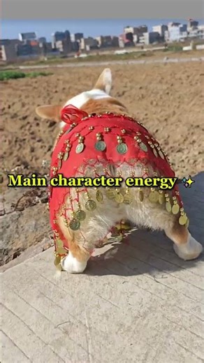 Dogs being Dogs for 10 seconds straight 😂