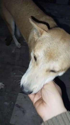 น้องอังเปากับน้องหนีน้อย