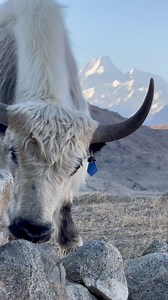 6K views · 113 reactions | The mountain yak, a hardy yet shy animal,...