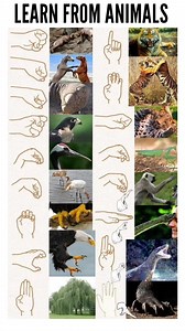 67K views · 1.6K reactions | LEARN MARTIAL ARTS FROM ANIMALS #learn #martialarts #karate | KARATE SIR | Facebook