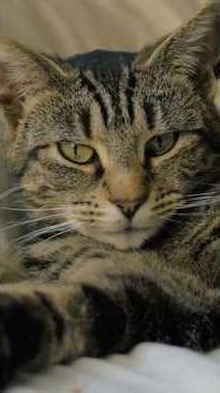 Surprising Facts About Your Cat's Memory You Didn't Know #relatable