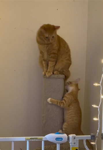 Feisty Cats and Toddlers: Funny Cat Moments Today