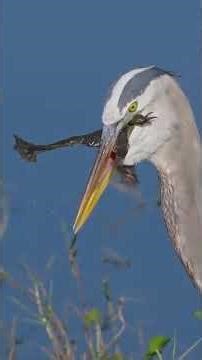 Bird 🕊️ vs frog 🐸 #birds #frog #bird #frogs #shorts