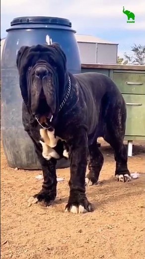 Pitbull vs Bullmastiff: Who’s the Real Beast?👿☠️ #pitbullvsbullmastiff​ #dangerousdogs​ #dogfights​