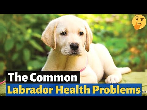What are the Common Health Problems with Labradors? 🤔
