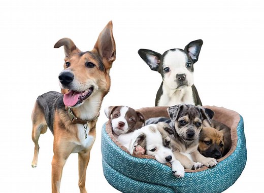 Mixed Breed Dogs for Sale - Latest Pet Ads - Buy, Sell, Adopt