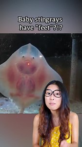 123K views · 4.3K reactions | This fish has feet?!  #marine #facts | Just Keep Thinking | Facebook