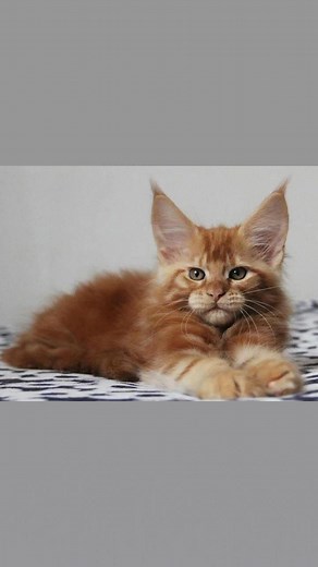 Our stunning Maine Coon kittens are finally ready to find their forever homes! 💕 Each one is full of personality — playful, intelligent, and overflowing with love. With their majestic fluffy coats, expressive eyes, and gentle nature, these babies are truly something special. They’ve been raised in a loving home, handled daily, and are perfectly socialized with people and pets. Whether you’re looking for a snuggle buddy or a charming new family member, one of these sweethearts could be the perfe