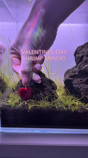 SammyScapes on Instagram: "The cutest shrimp snacks I’ve made so far. ❤️ If you want to try this, make sure you only soak them for a couple of hours and rinse the excess juice off before adding them to your tank. And be sure to remove them within a couple hours as well! #shrimp #neocaridina #shrimpsnacks #plantedtank #aquascaping #aquarium #plantedaquariums #shrimptank"