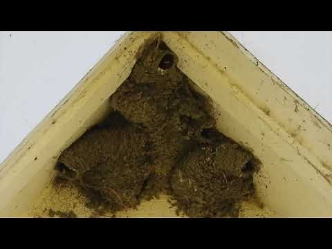 Hirondelles à front blanc, cri, chant / Cliff Swallow, call, song