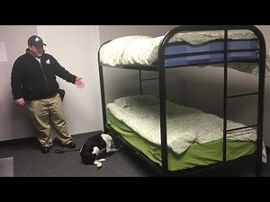 Did you know dogs can be trained to detect bed bugs?