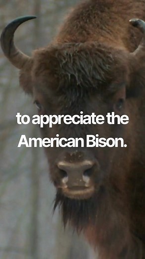 Bison are a cornerstone of grassland health, cultural identity, and...