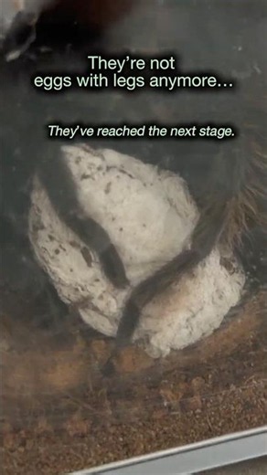 They’re not Eggs with legs anymore!