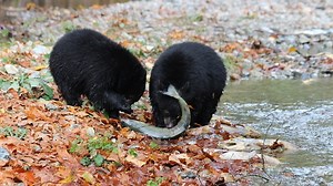 16K views · 33 reactions | This was an amazing event to watch this mama teaching her cubs the proper way to catch salmon and to see these animals in an uncontrolled environment. | Rumble | Facebook