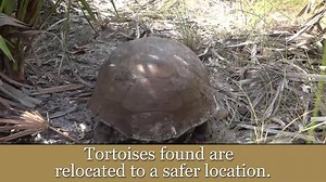 Did you know today is Florida Gopher Tortoise Day? Check out this video from when some tortoises were relocated during a restoration project. | Southwest Florida Water Management District