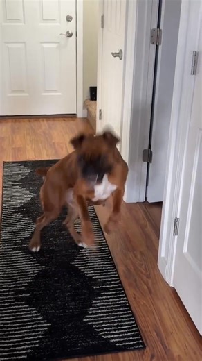 Boxer Lovers Rescue on Reels