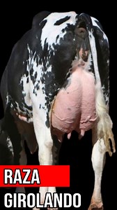 16K views · 358 reactions | Vacas Lecheras Girolando: La Raza que Revolucionará la Producción Lechera en el Trópico #girolando #Ganaderos #vacaslecheras | Infoagrìcola | Facebook
