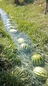 25K views · 201 reactions | Why are TikTokers making memes of these watermelons floating down a river? | Know Your Meme | Facebook