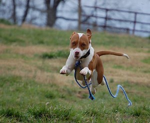 How to Protect Yourself and Your Pet From Aggressive Dogs and Other Animals