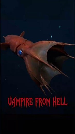 The 'Vampire Squid from Hell' is Actually Cute 🧛‍♂️🥺 #shorts