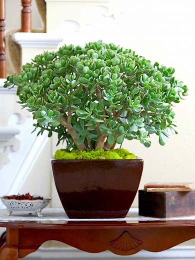 Why the Leaves of Your Jade Plant Look Wrinkly (and What to Do About It)