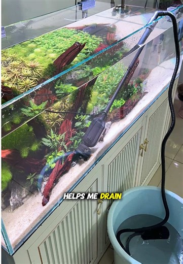 Efficient Water Change Methods for Fish Tanks