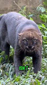 228K views · 3.9K reactions | Meet the Jaguarundi, one of nature’s...