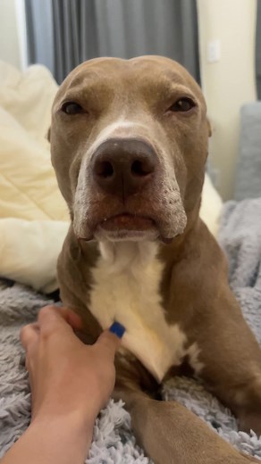 @knight_thepit on TikTok