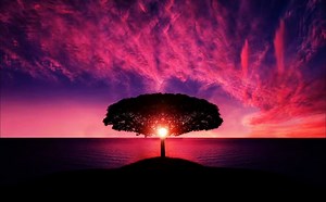 Tree, Sunset, Clouds. Free Stock Video