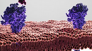 Cell Membrane, Cell, Biology