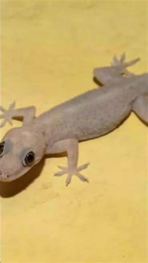 #gecko #nature #animals #wildlife #lizard