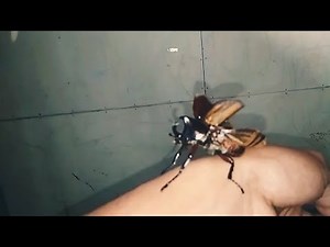 Flying Beetle