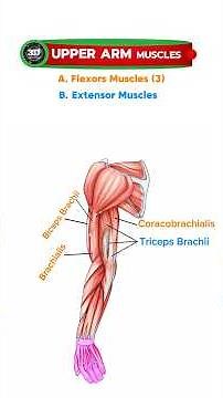 Upper Arm Muscles | Structure & Function Simplified