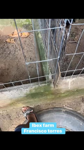 Giro con Jasiel, muy buen ejemplar | Ibex Farm