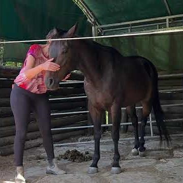 Starting a horse under saddle with Clicker training: 8. Introduction of flexions