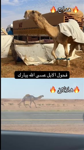 فيديوهات أنشأها يزيد السليس (@y.zu_5) باستخدام الصوت الأصلي - يزيد السليس