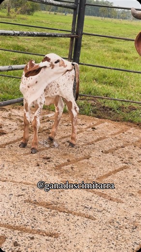 “Presentamos la majestuosidad del Gyr lechero: una raza que combina alta productividad láctea con adaptabilidad y resistencia. Con su temperamento amigable y calidad genética, el Gyr lechero es ideal para una ganadería próspera. ¡Mira este espectacular ejemplar en acción! 🐄✨” #ganadoscimitarra #viral #finca #ganadobovino #gyr #fyp | Ganados Cimitarra
