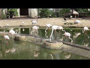 ► Aperçu de la Grande Volière avec ses flamants roses au Zoo de Vincennes (Parc Zoologique de Paris)