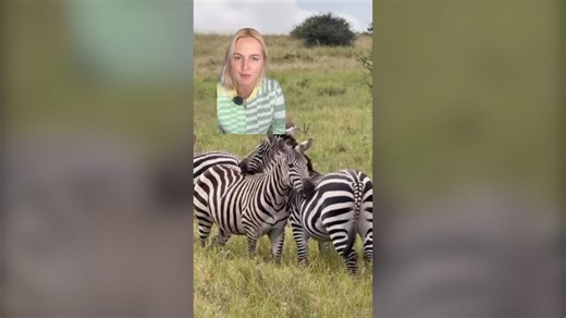 Why do zebras have stripes?